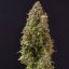 Doctor´s Choice Seeds Lowryder regular (IBL) Auto Regular