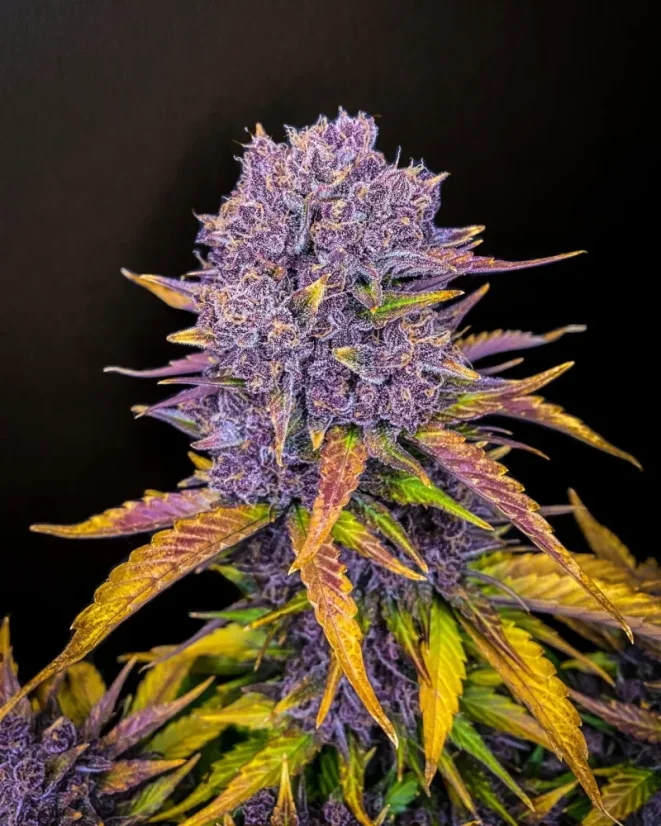 Fast Buds Cannabis Seeds Purple Lemonade Auto