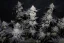 Fast Buds Cannabis Seeds Tropicana Cookies FF