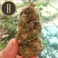 Blimburn Seeds Cannabis Seeds Mamba Negra Feminized