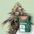Canntropy Nasiona Black Diesel (Feminizowane)