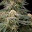 Silent Seeds Cannabis Seeds Lemon Tree Fast By Lemon Tree Feminized