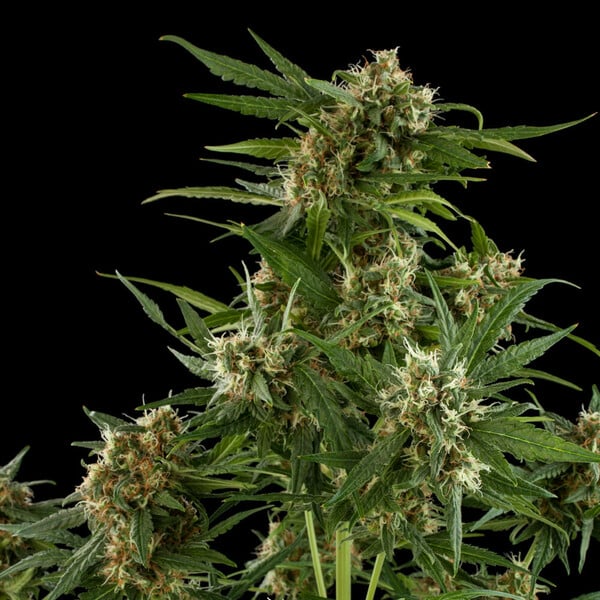 Royal Queen Seeds Cannabis Seeds Royal Critical Auto