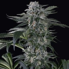 Silent Seeds Cannabis Seeds Moby Dick Auto Feminized