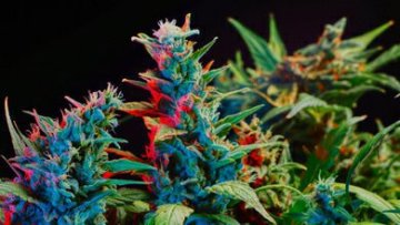 Einnahme von CBD-Blüten – Leitfaden für Anfänger