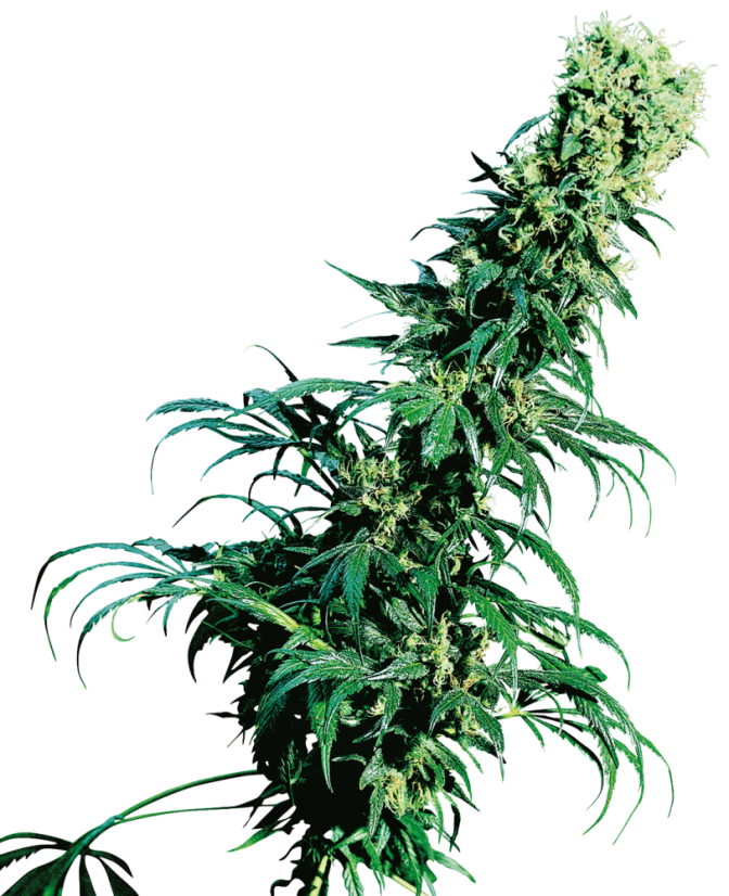 Sensi Seeds Cannabis Seeds Early Pearl® Regular, 10 gab.