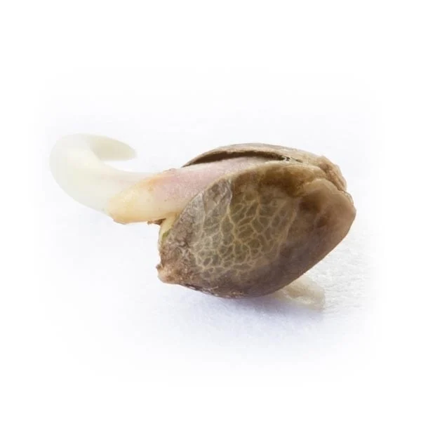 Royal Queen Seeds Cannabis Seeds Northern Light feminizēts