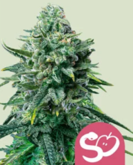 Royal Queen Seeds Kaņepju sēklas, aizliegtais auglis, feminizēts