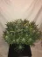 Fast Buds Cannabis Seeds Gorilla Glue Auto