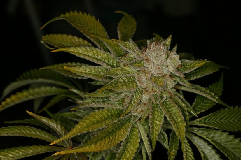 T.H.Seeds™ Kaņepju sēklas MK-Ultra™, dažādi iepakojumi, feminizēti