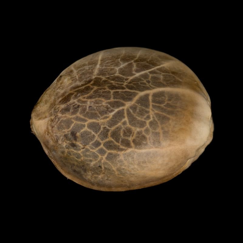 Silent Seeds Cannabis Seeds Moby Dick Auto Feminized