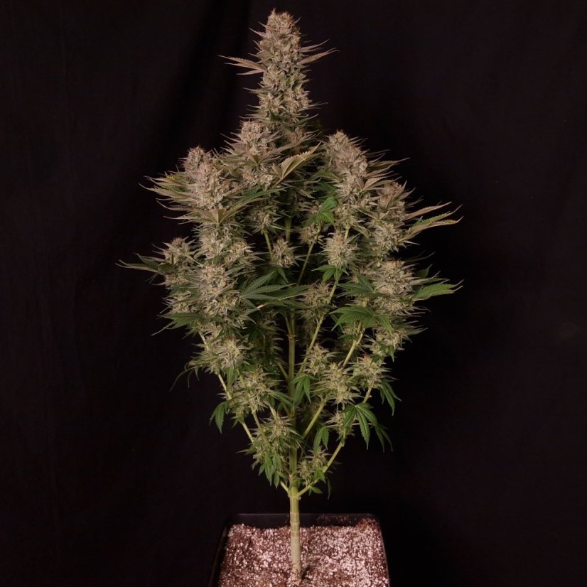 Doctor´s Choice Sēklas Chronic Fast F1 BX Regular