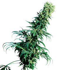 Sensi Seeds Cannabis Seeds Early Pearl® Regular, 10 pcs