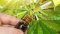 CBD oil types - Full Spectrum, Broad Spectrum & CBD Isolate