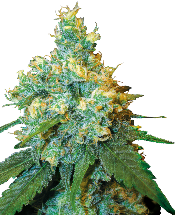 格安 Sensi Seeds Cannabis Seeds Jack Herer® Regular, 10 pcs リラクゼーショングッズ