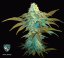 T.H.Seeds™ Cannabis Seeds Vanilla Sundae, various pack, feminized