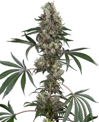 Sensi Seeds Cannabis Seeds Chemberries Feminized