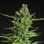 Doctor´s Choice Seeds Devotchka Auto Feminized