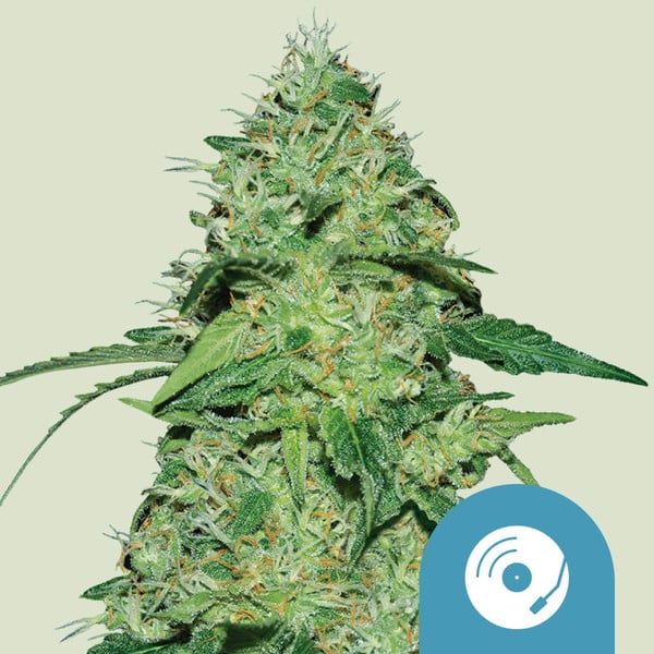 Royal Queen Seeds Kaņepju sēklas Joannes CBD feminizēts (augsts CBD)