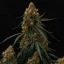 Royal Queen Seeds Kaņepju sēklas Gaia F1 Auto