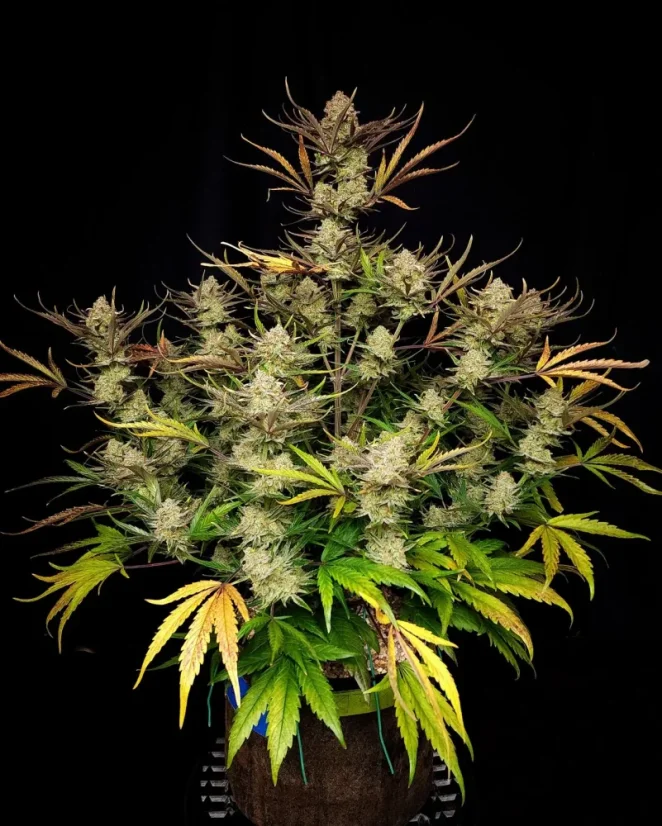 Fast Buds Cannabis Seeds Apple Strudel Auto