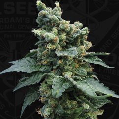 T.H.Seeds™ Kaņepju sēklas SAGE™'n Sour, dažādi iepakojumi, feminizēti