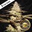 T.H.Seeds™ Cannabis Seeds CaliFunk, various pack, feminized