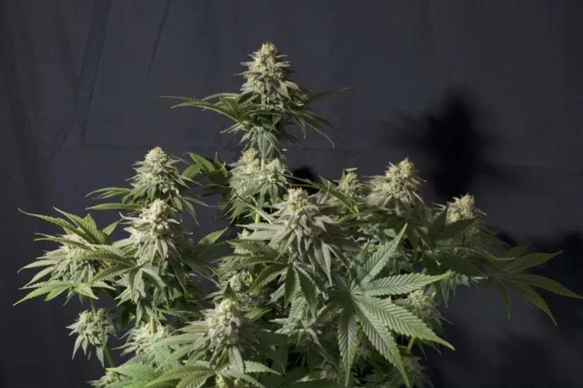 Fast Buds Cannabis Seeds Orange Sherbet FF