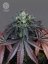 The Bulldog Seeds The Bulldog Gelato 17 Feminized, 3 and 5 pcs