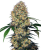 Sensi Seeds Cannabis Seeds Sensi Amnesia XXL Automatic Feminized, 3-10 pcs