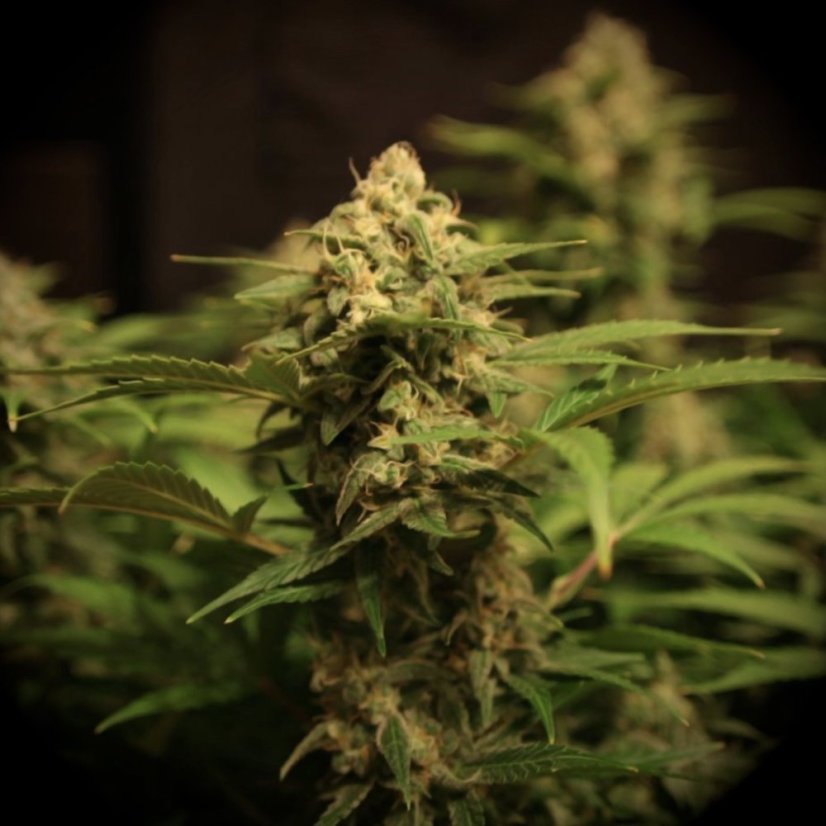 Doctor´s Choice Seeds Devotchka Auto Feminized
