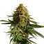 Royal Queen Seeds Cannabis Seeds Wedding cake Feminized