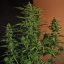 Doctor´s Choice Seeds Devotchka Auto Feminized