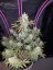 Fast Buds Cannabis Seeds Girl Scout Cookies Auto