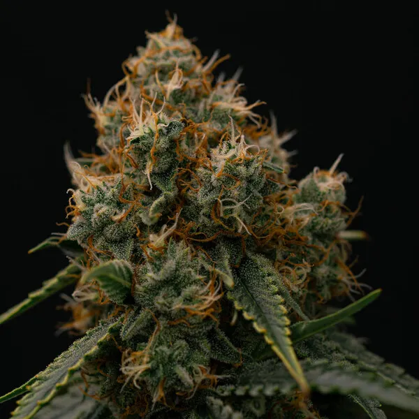 Royal Queen Seeds Kaņepju sēklas Gaia F1 Auto