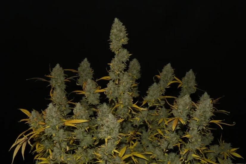Fast Buds Cannabis Seeds Gelato Auto