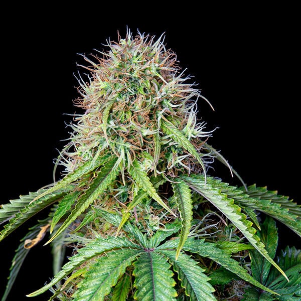 Royal Queen Seeds Cannabis Seeds Royal CBG Auto (augsts CBD)