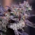 Blimburn Seeds Cannabis Seeds Blackberry Moonstones Auto