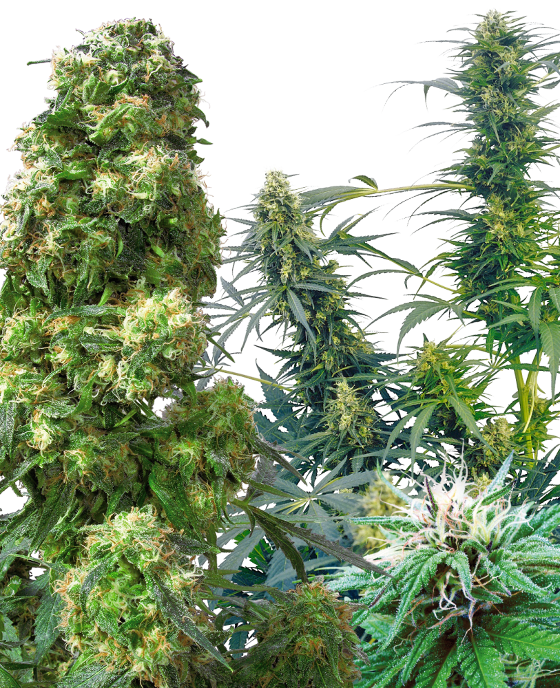 Sensi Seeds Cannabis Seeds Outdoor Mix® Regular, 25 pcs