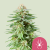 Royal Queen Seeds Семена от канабис White Widow Feminized