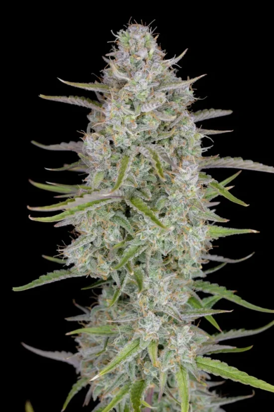 Fast Buds Cannabis Seeds Wedding Cheesecake Auto