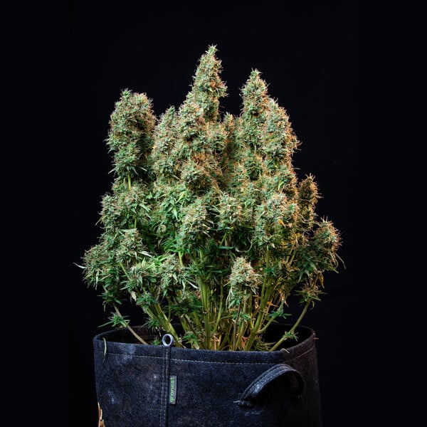 Royal Queen Seeds Cannabis Seeds Amnesia Haze Auto