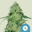 Royal Queen Seeds Kaņepju sēklas Joannes CBD feminizēts (augsts CBD)
