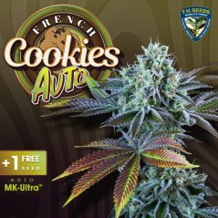 T.H.Seeds™ Cannabis Seeds Auto French Cookies, различни опаковки, феминизирани