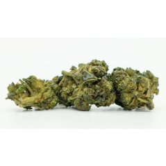 CBN květ Tangie - 30 % CBN, 100 g - 10 000 g