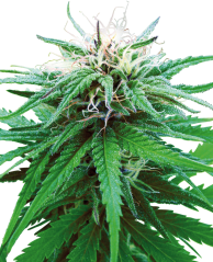 Sensi Seeds Cannabis Ruderalis Indica® Regular, 10 pcs
