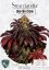 T.H.Seeds™ Cannabis Seeds Stracciatella™, various pack, feminized