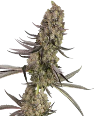 Sensi Seeds Cannabis Seeds Vlad the Inhaler Feminized