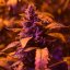 Doctor´s Choice Seeds Doctor's Choice #1 Auto Feminized