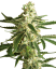 Sensi Seeds Cannabis Seeds White Diesel Haze Automatic Feminized by White Label, 3-10 gab.